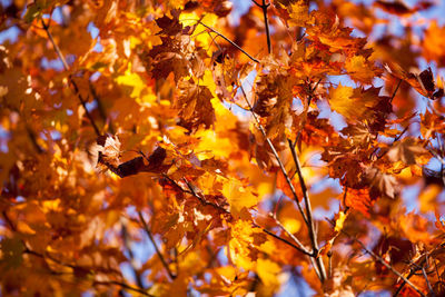 Close-up of orange leaves on tree during autumn