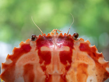 Detail shot of strawberry