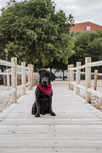 Dog sitting on wooden footbridge