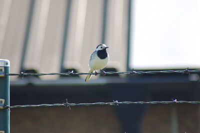 Close-up of bird perching outdoors