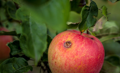 Close-up of apple