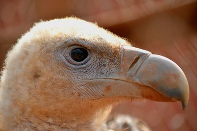 Close-up of animal eye