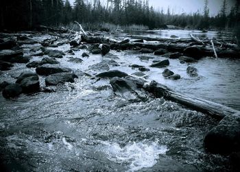 Scenic view of forest