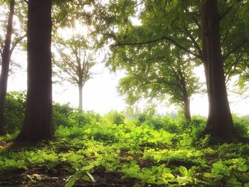 Trees in forest