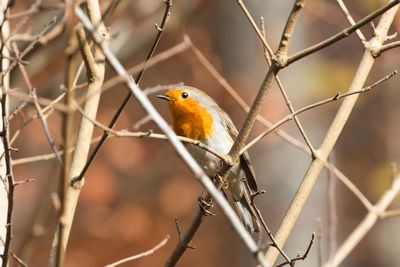 Close-up of bird perching on branch