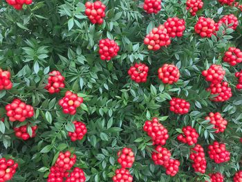 Full frame shot of strawberries