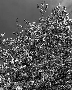 Low angle view of flowering plant against sky