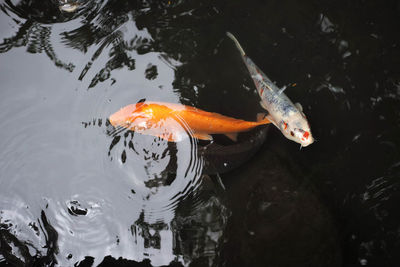 High angle view of koi carps swimming in lake