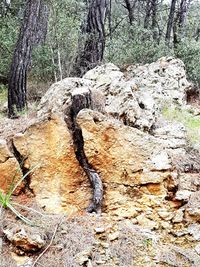 Close-up of tree trunk in forest