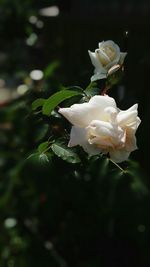 Close-up of white rose blooming outdoors