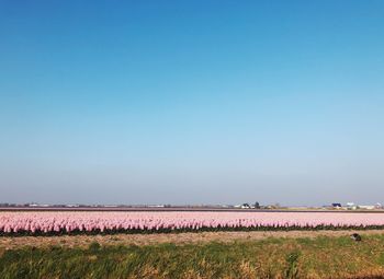 Scenic view of field against clear sky