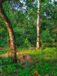 Trees growing in forest