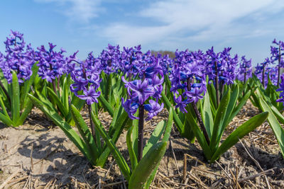 Close-up of purple crocus flowers on field