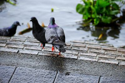 Birds perching on a lake