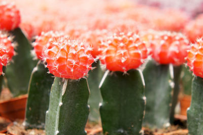 Close-up of red flowering plant