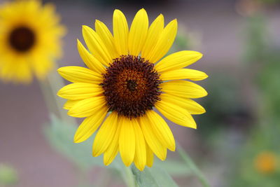 Close-up of sunflower