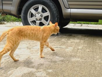 Cat sitting in car