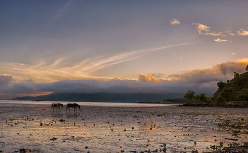 Scenic view of beach against sky during sunset