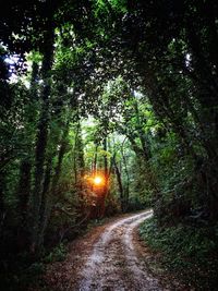 Trees in forest