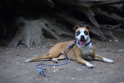 Portrait of dog resting