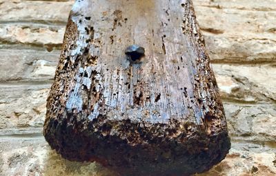 Close-up of lizard on wood