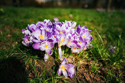 plant