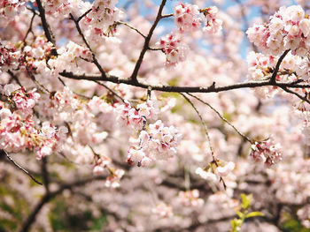 Close-up of cherry blossoms in spring