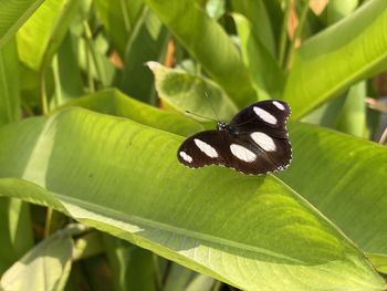 Close-up of butterfly on leaves