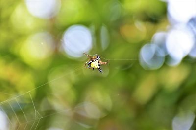 Close-up of spider on web