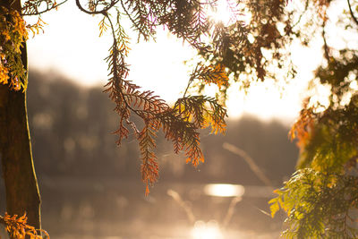 Close-up of sunlight streaming through tree during autumn