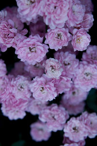 Macro shot of pink flower