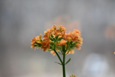 Close-up of flowering plant