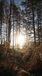 Trees and plants in forest against sky