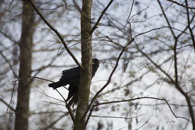 Low angle view of bird perching on tree