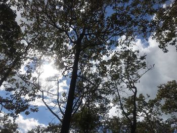 Low angle view of trees against sky