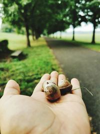 Close-up of hand holding plant