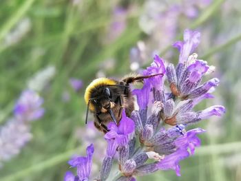 Honey bee pollinating on purple flower