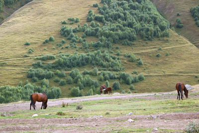 Horses and donkeys grazing in the field of caucasus mountain foothills