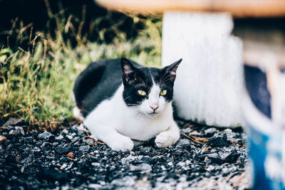 Portrait of black cat