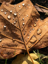 Close-up of raindrops on dry leaf