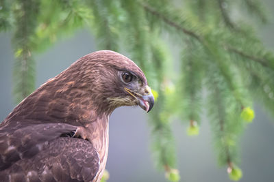 Close-up of a bird looking away