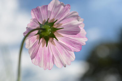 Close-up of pink cosmos flower blooming outdoors