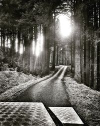 Walkway amidst trees in forest