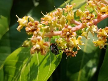 Close-up of insect on flower