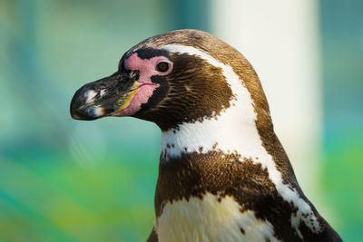 Close-up of bird