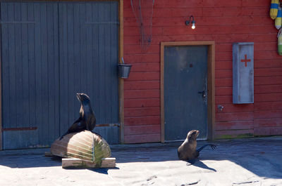 View of bird on brick wall