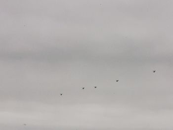 Low angle view of birds flying in sky