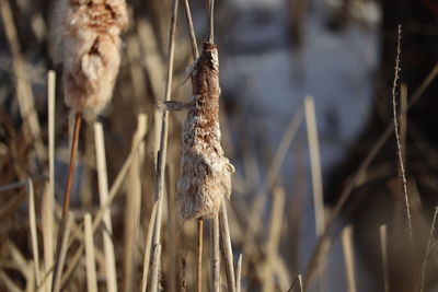 Close-up of dried plant on land