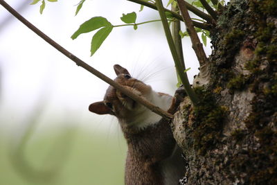 Squirrel on tree