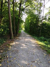 Road amidst trees in forest